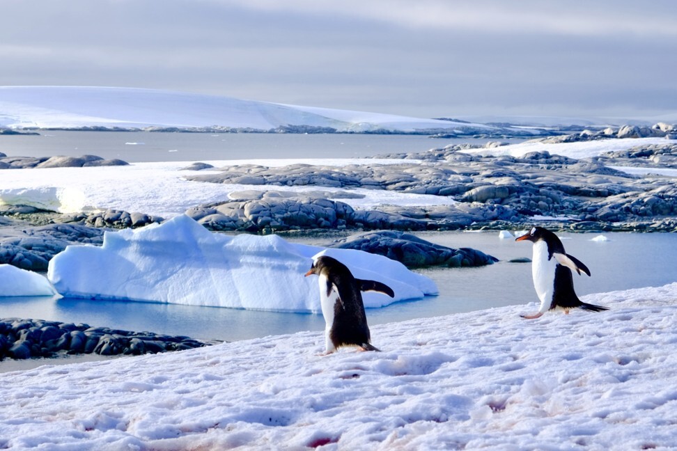 In Antarctica, scientists and tourists are in the same – increasingly sustainable – boat | South China Morning Post